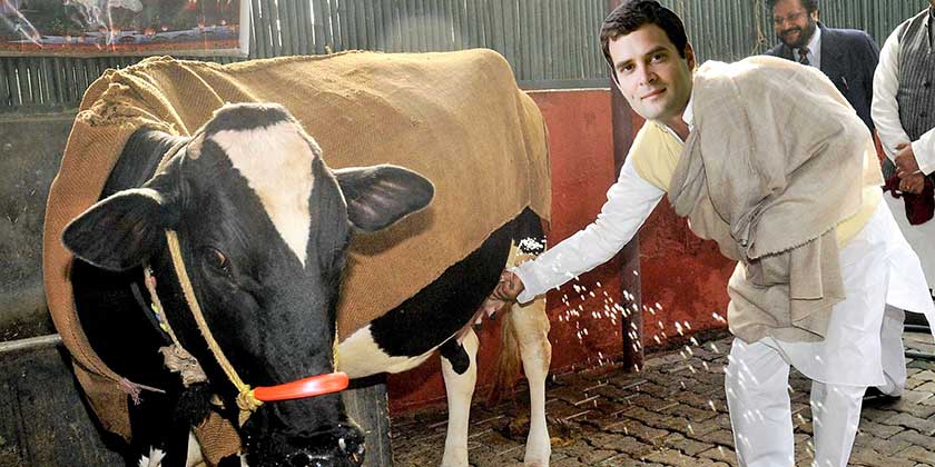 Will molest the cow next time before killing it: Youth Congress